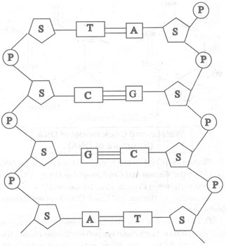 Dna Nucleotide Sequence The A Level Biologist Your Hub