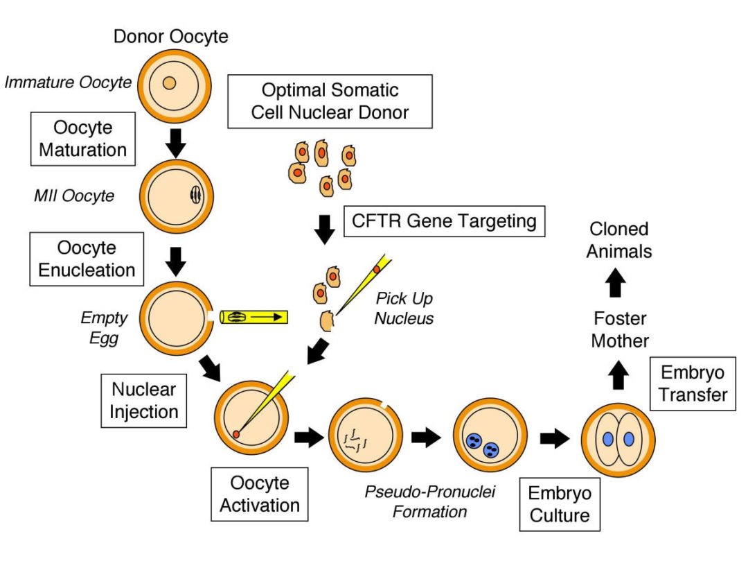 Cloning The A Level Biologist Your Hub