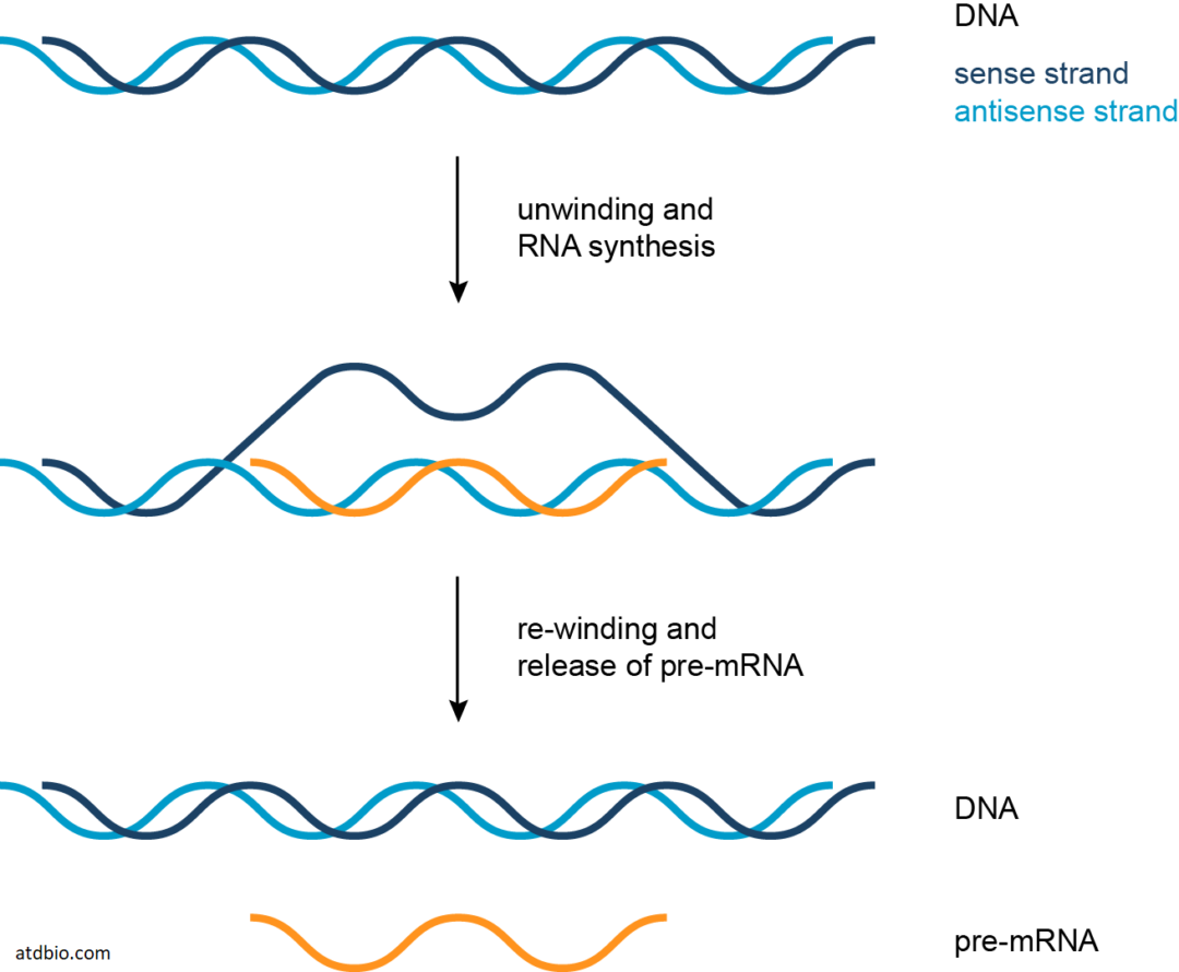 Transcription MRNA The A Level Biologist Your Hub