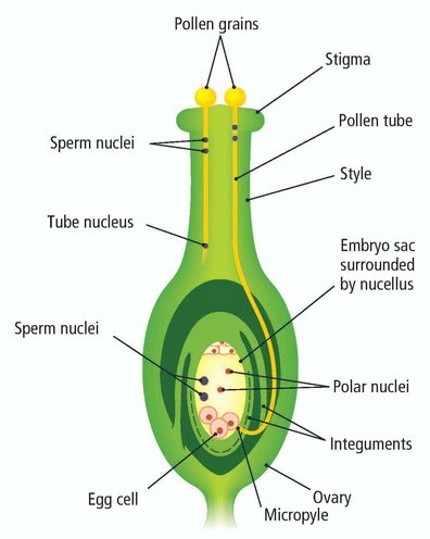 Sexual reproduction in plants | The A Level Biologist ...