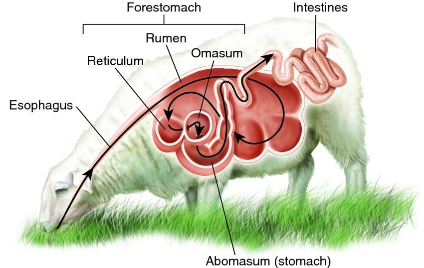 👄 Herbivore and carnivore adaptations | The A Level Biologist - Your Hub 🌱