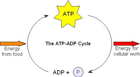 which term describes atp production