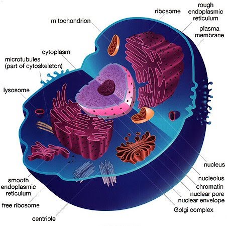 🧫 Cells | The A Level Biologist - Your Hub 🌱