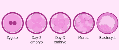 Sexual reproduction in mammals | The A Level Biologist - Your Hub