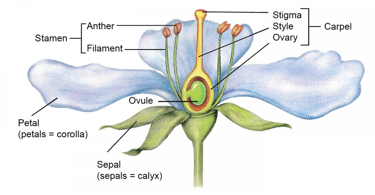 Flower Ovule