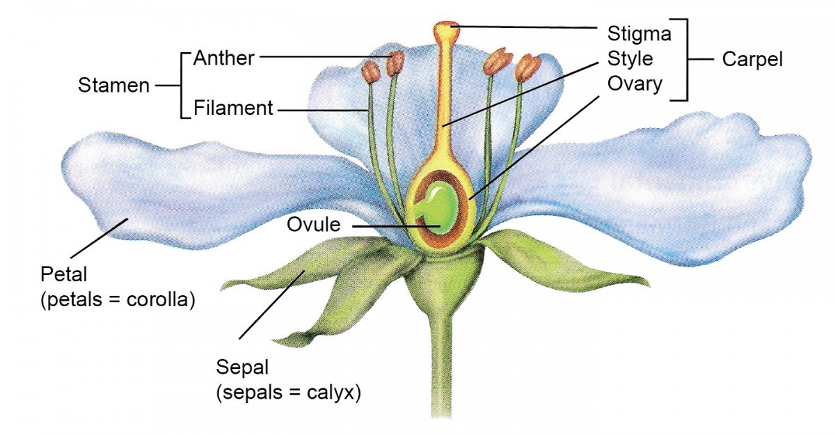 Sexual Reproduction In Plants The A Level Biologist Your Hub