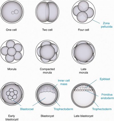 Ovary, testis, oogenesis and spermatogenesis | The A Level Biologist ...