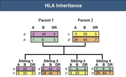 Patterns Of Inheritance | The A Level Biologist - Your Hub