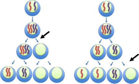 Meiosis | The A Level Biologist - Your Hub