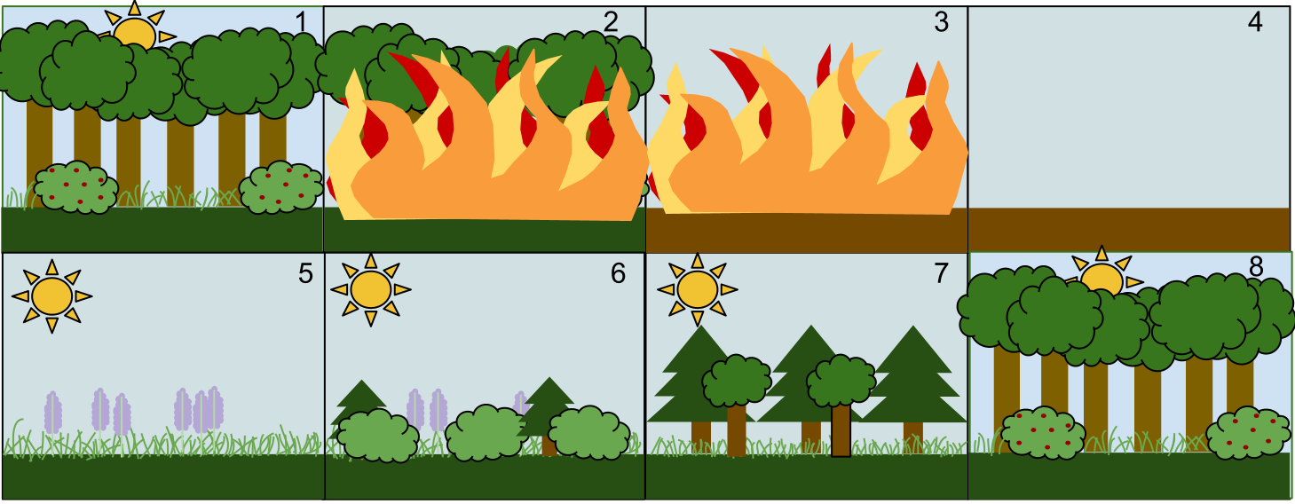 understanding-secondary-succession-a-timeline