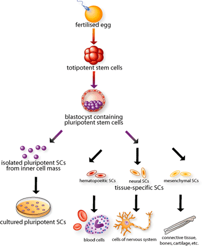 totipotent cell