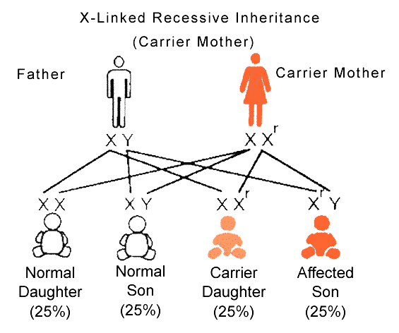 patterns-of-inheritance-the-a-level-biologist-your-hub