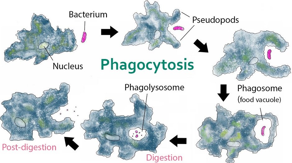 unicellular-nutrition-in-amoeba-and-multicellular-nutrition-in-hydra-the-a-level-biologist