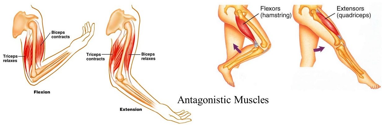 Image result for antagonistic muscles pair in leg