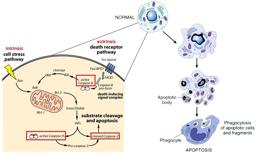 The Developing Cell Cell Division And Cell Differentiation The A Level Biologist Your Hub