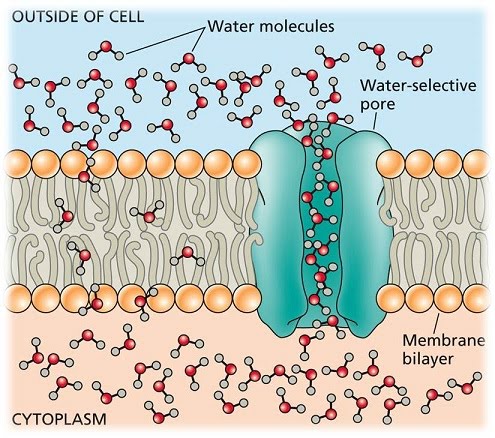 Membrane proteins | The A Level Biologist - Your Hub