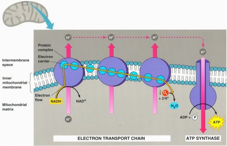 Aerobic respiration and photosynthesis: ATP production | The A Level ...