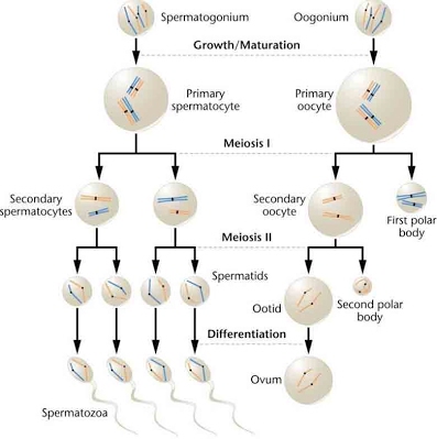 Ovary, testis, oogenesis and spermatogenesis | The A Level Biologist ...