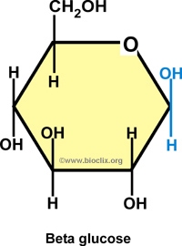 Starch, Cellulose and Chitin | The A Level Biologist