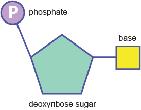 dna molecule sugar phosphate backbone and nucleotides