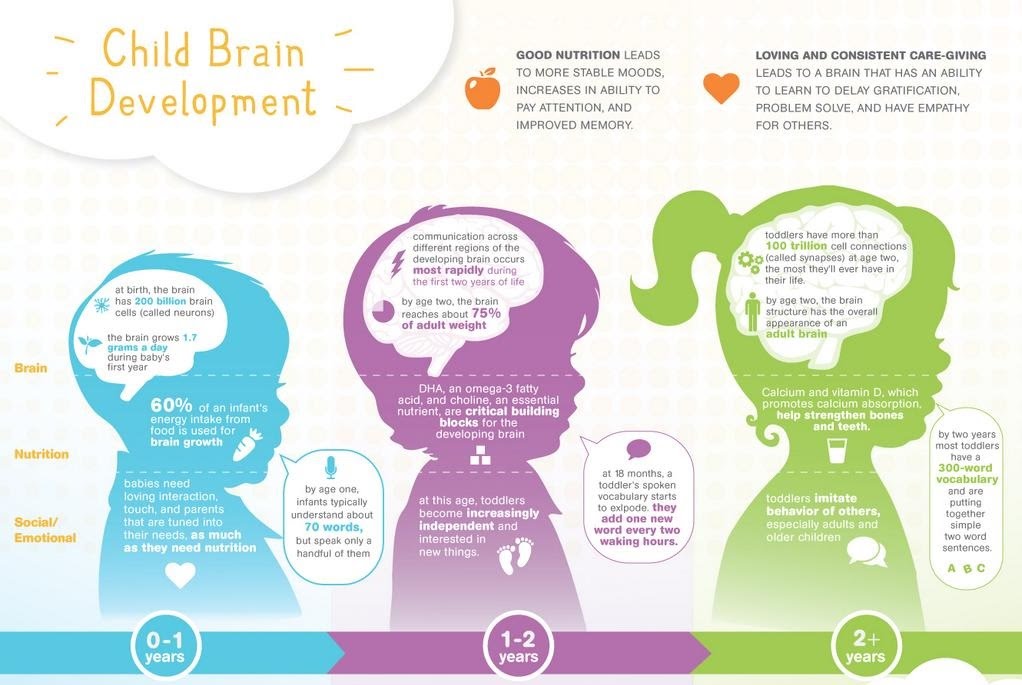 Brain Development And Neuroplasticity The A Level Biologist Your Hub Brain Development And Neuroplasticity The A Level Biologist Your Hub