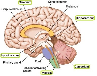 Brain structure and function