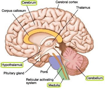 Structure and function of the mammalian nervous system | The A Level ...