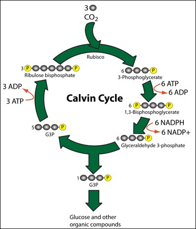 Light Independent Reaction The A Level Biologist Your Hub   Calvincycle 