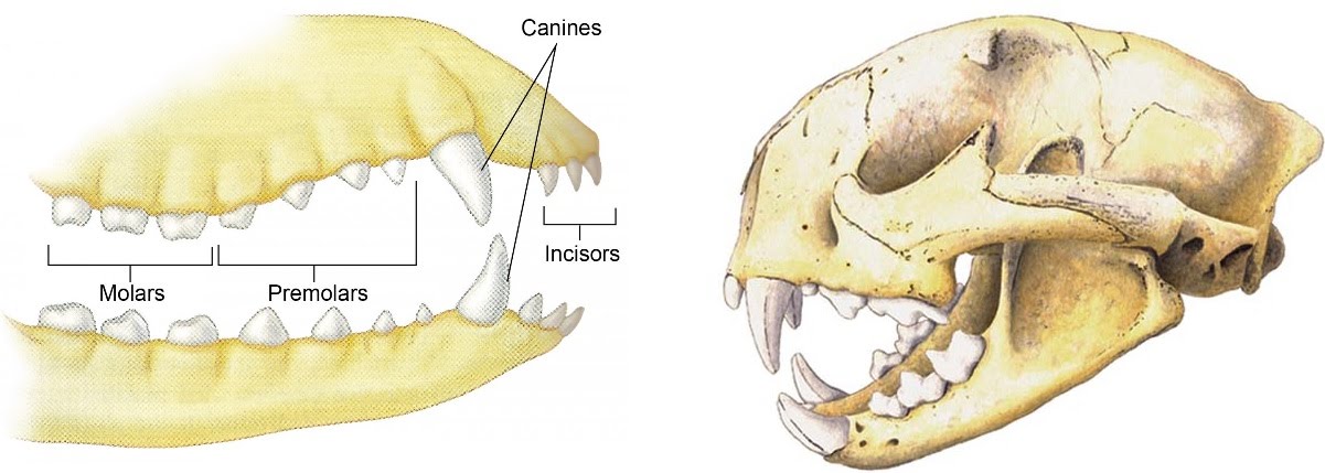 Herbivore And Carnivore Adaptations The A Level Biologist Your Hub Herbivore And Carnivore Adaptations The A Level Biologist Your Hub