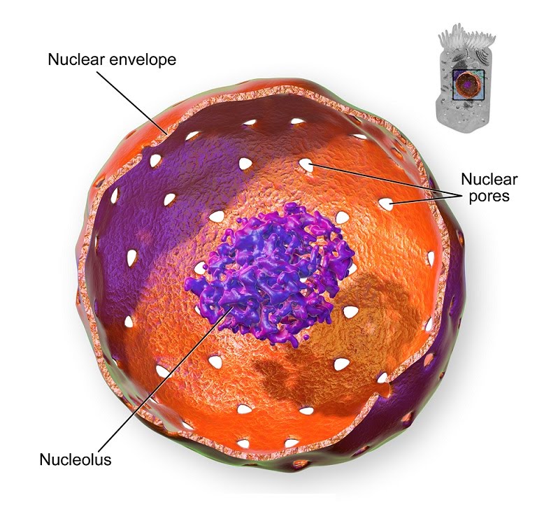 Structure of eukaryotic cells | The A Level Biologist - Your Hub