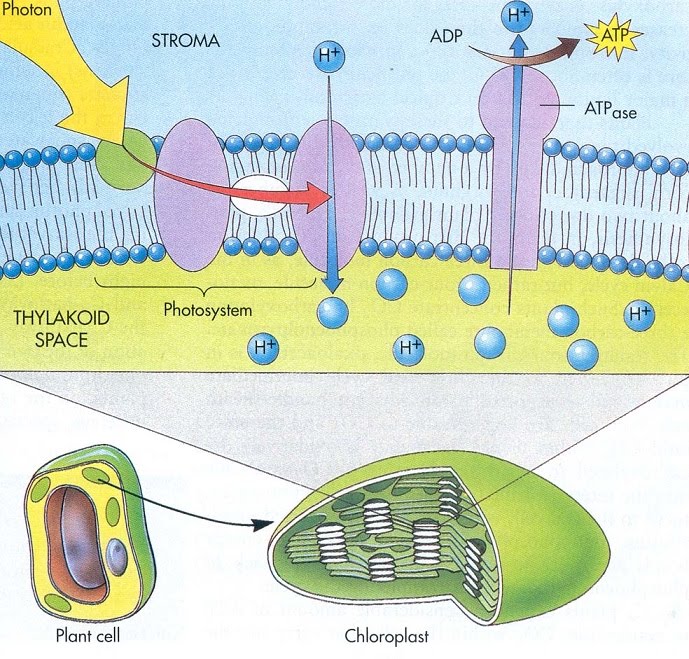 photosynthesis atp production