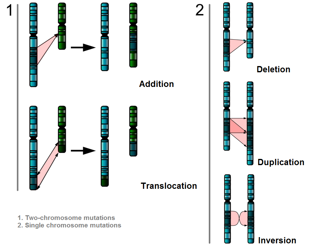 Patterns of inheritance | The A Level Biologist - Your Hub