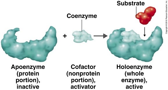 Perbedaan Antara Enzim Dan Koenzim Enzyme Vs Coenzyme Sains Alam Hot