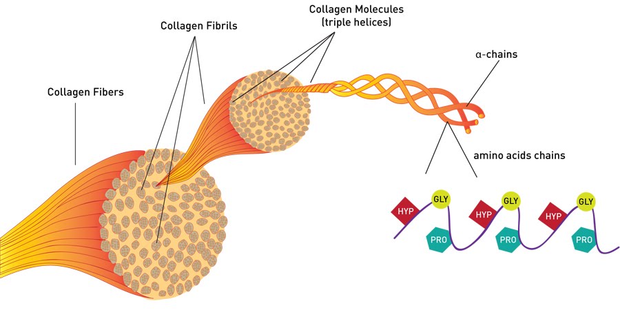 Proteins | The A Level Biologist - Your Hub