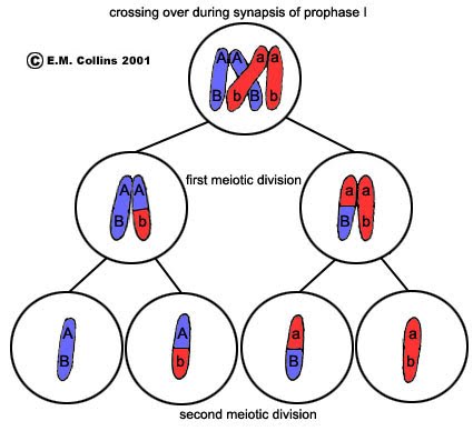 Meiosis | The A Level Biologist - Your Hub