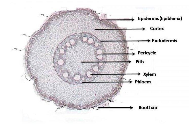 Plant transport | The A Level Biologist - Your Hub