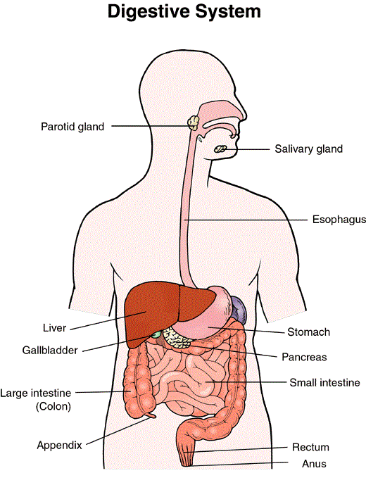 The Digestive System The A Level Biologist Your Hub