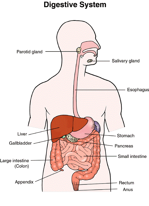 🥣 The Digestive System The A Level Biologist Your Hub 🌱