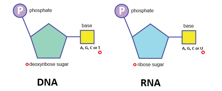 structure-of-dna-and-rna-the-a-level-biologist-your-hub