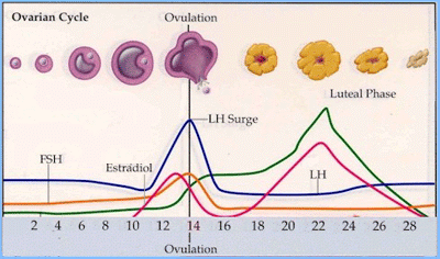 Fertility And Assisted Reproduction | The A Level Biologist - Your Hub