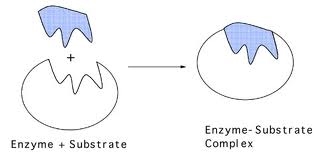 lock and key model of enzyme action