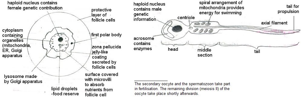 Fertility and assisted reproduction | The A Level Biologist - Your Hub