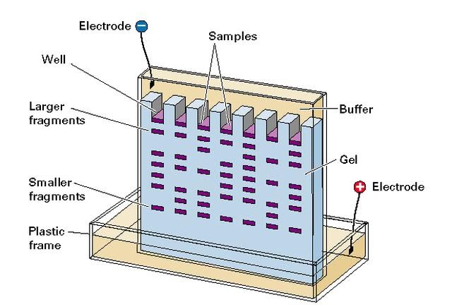 Visualising Dna With Gel Electrophoresis The A Level Biologist Your Hub 5187