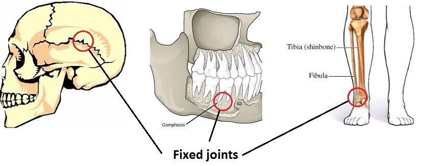 fixed joint skull