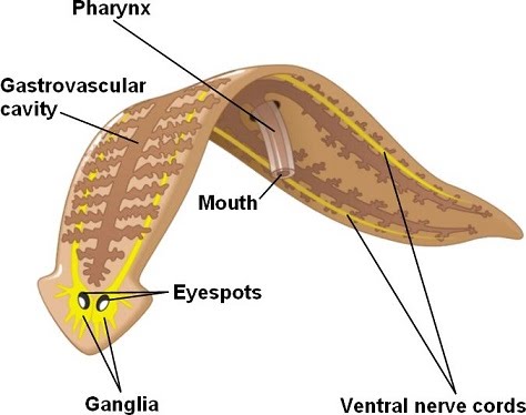 Állatok platyhelminthes phylum