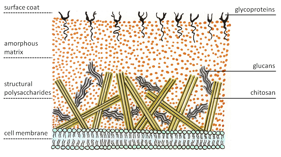 Structure of eukaryotic cells The A Level Biologist Your Hub