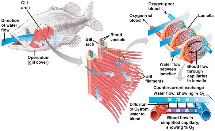 Insect And Fish Gas Exchange The A Level Biologist Your Hub