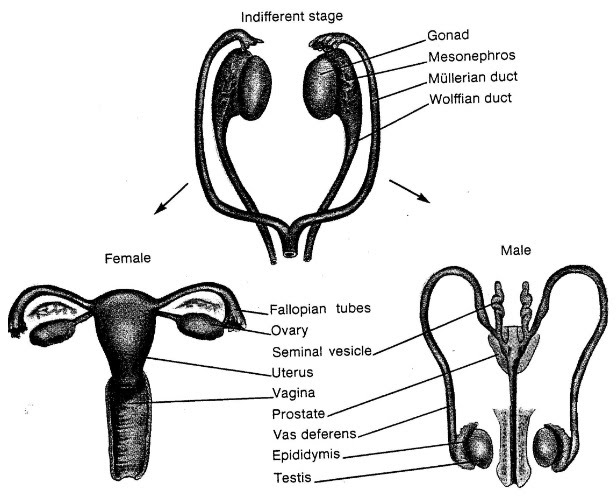 Gonads Ovaries And Testes