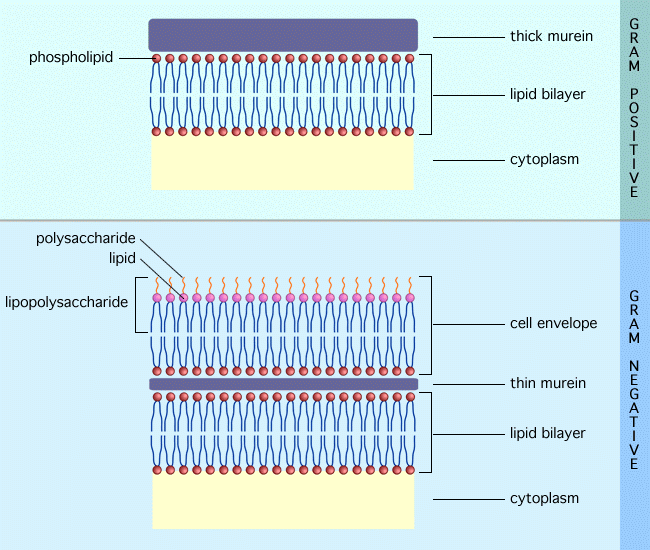 gram positive vs gram negative mesosome