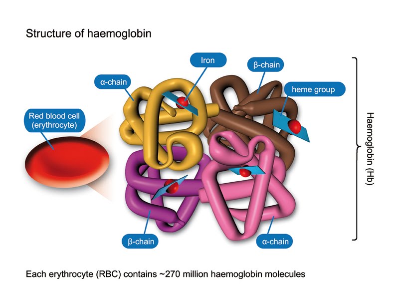 level diagram iron energy A  Haemoglobin The Level   Biologist Your Hub